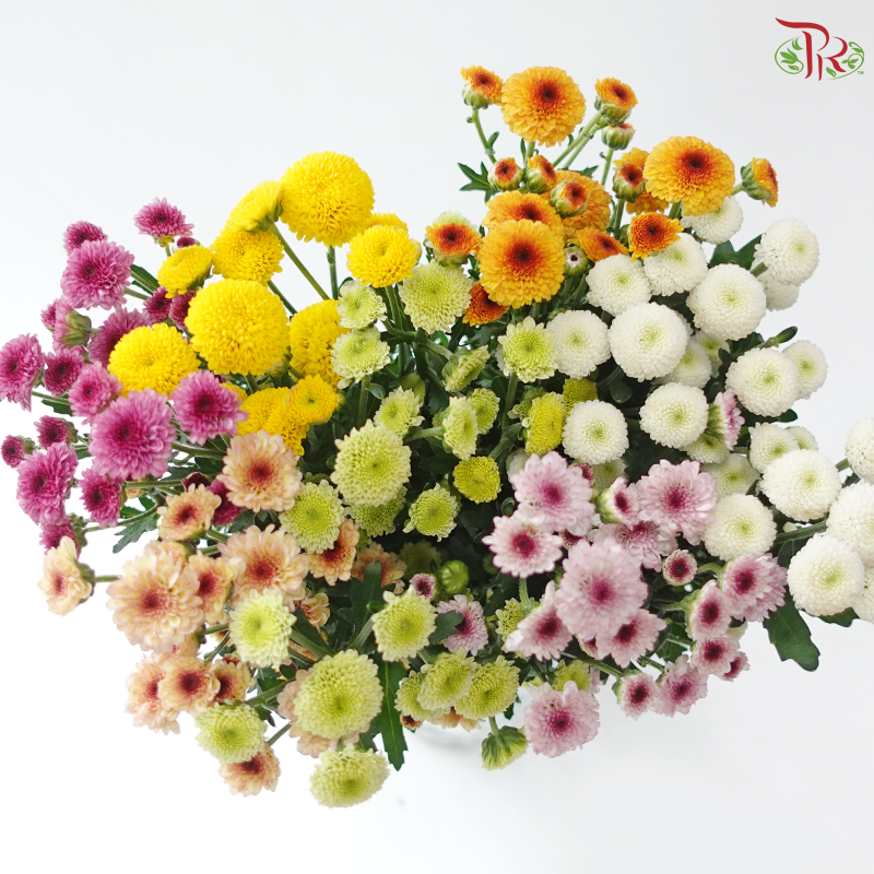 Sugar Rush Chrysanthemum Mix Bunch (Per Bunch)