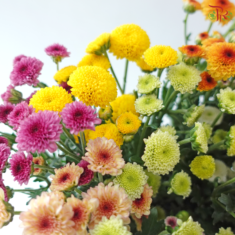 Sugar Rush Chrysanthemum Mix Bunch (Per Bunch)