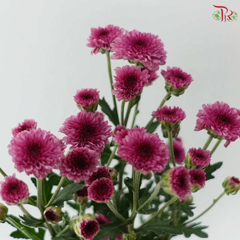 Sugar Rush Chrysanthemum Mix Bunch (Per Bunch)