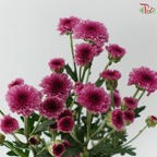 Sugar Rush Chrysanthemum Mix Bunch (Per Bunch)