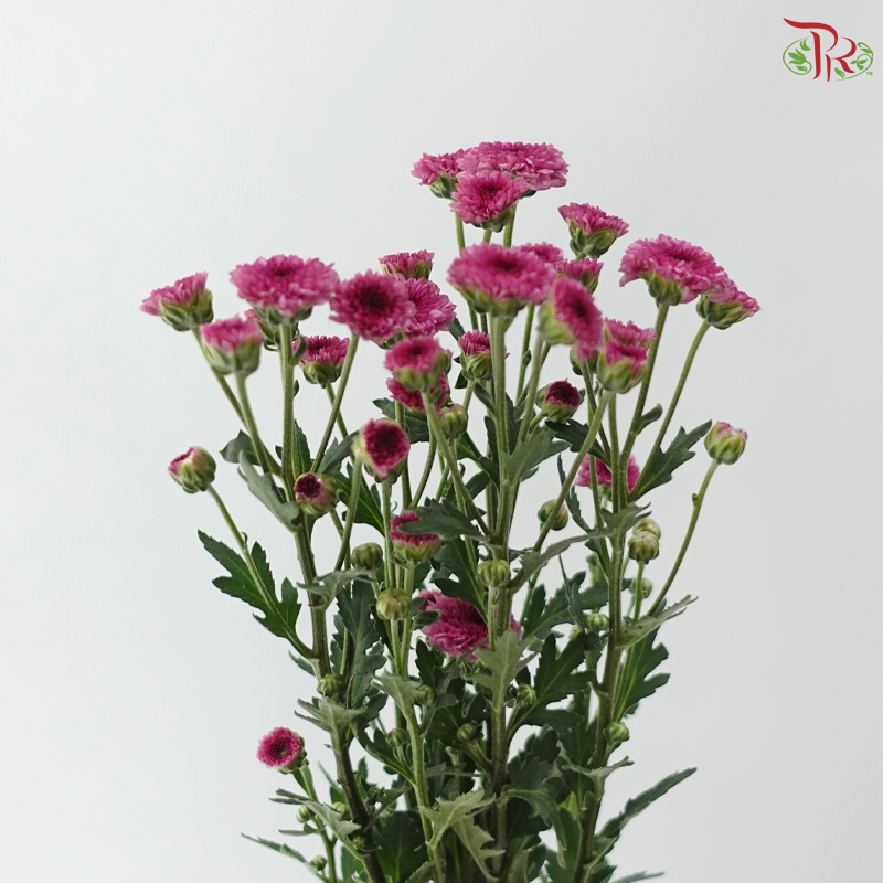 Sugar Rush Chrysanthemum Mix Bunch (Per Bunch)