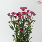 Sugar Rush Chrysanthemum Mix Bunch (Per Bunch)