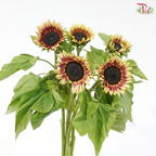 Sunflower Bicolour - Yellow With Brown Heart (5 Stems)