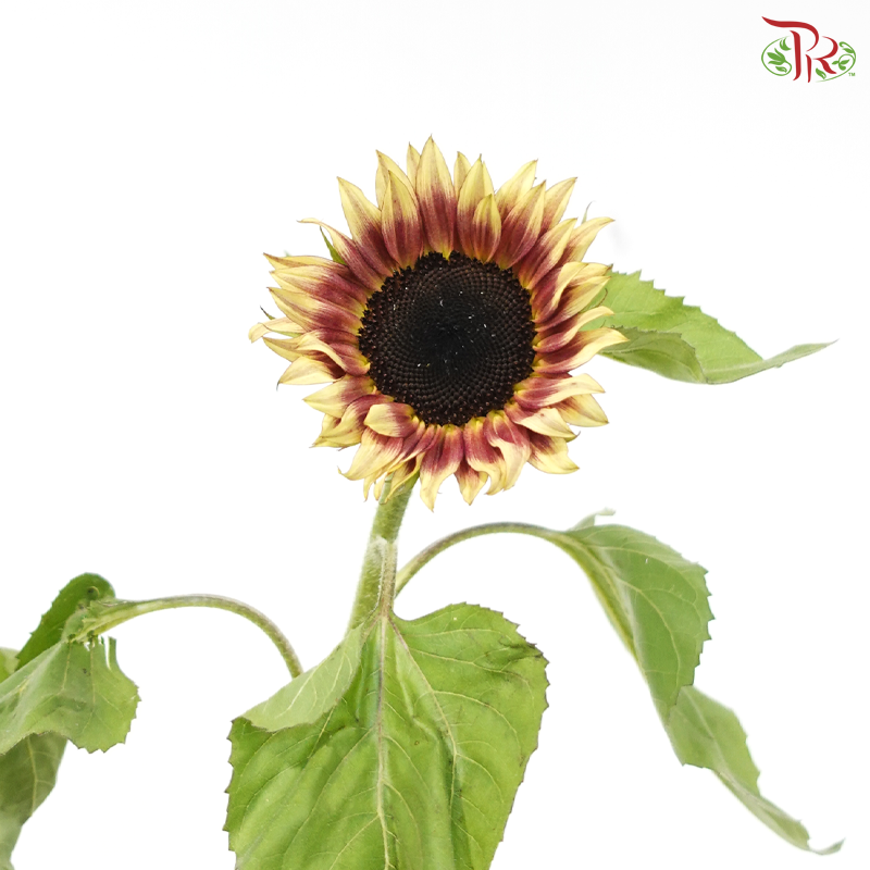 Sunflower Bicolour - Yellow With Brown Heart (5 Stems)