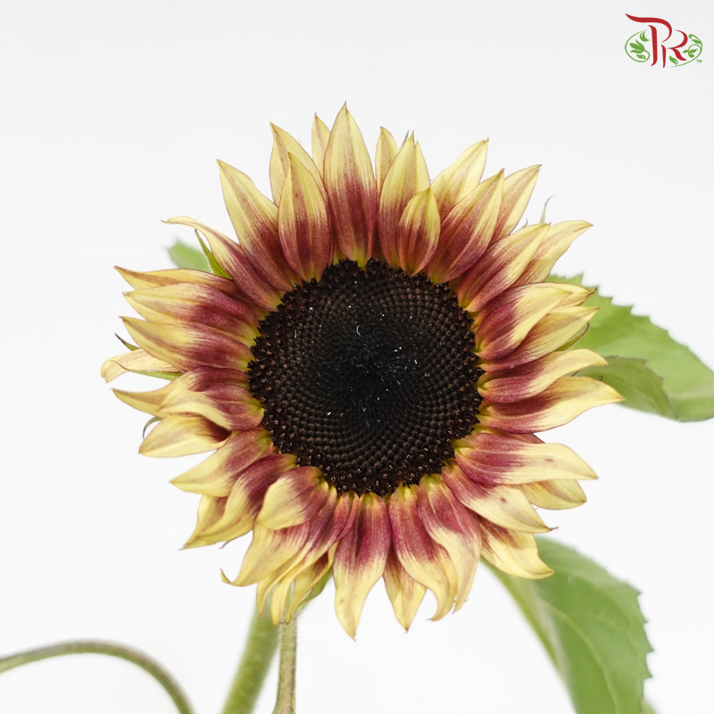 Sunflower Bicolour - Yellow With Brown Heart (5 Stems)