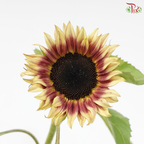 Sunflower Bicolour - Yellow With Brown Heart (5 Stems)