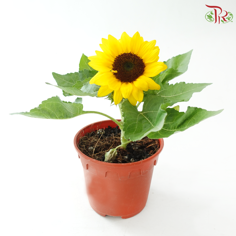 Sunflower P150 《太阳花》