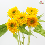 Sunflower Teddy (5 Stems)