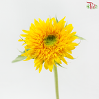 Sunflower Teddy (5 Stems)