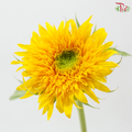 Sunflower Teddy (5 Stems)