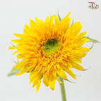 Sunflower Teddy (5 Stems)