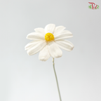 Dried Sunflower-seeds Flower - White With Yelllow Heart (10 Stems)