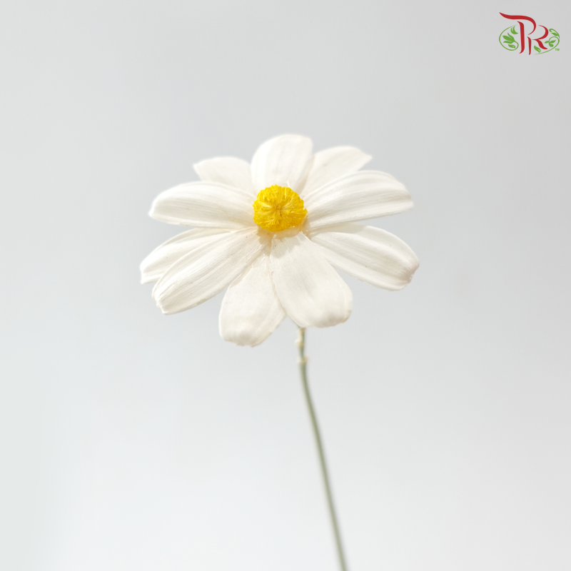 Dried Sunflower-seeds Flower - White With Yelllow Heart (10 Stems)