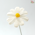 Dried Sunflower-seeds Flower - White With Yelllow Heart (10 Stems)
