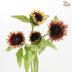 Sunflower Bicolour - Yellow With Brown Heart (5 Stems)