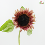 Sunflower Bicolour - Yellow With Brown Heart (5 Stems)