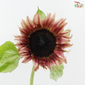 Sunflower Bicolour - Yellow With Brown Heart (5 Stems)