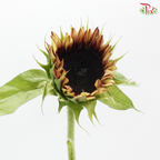Sunflower Bicolour - Yellow With Brown Heart (5 Stems)