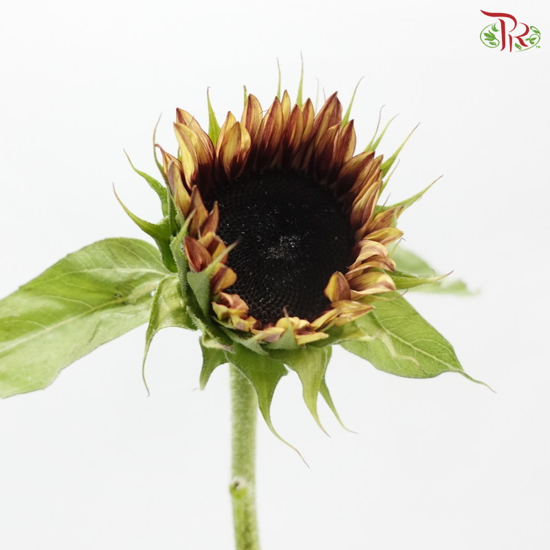 Sunflower Bicolour - Yellow With Brown Heart (5 Stems)