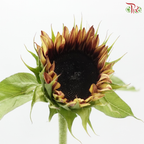 Sunflower Bicolour - Yellow With Brown Heart (5 Stems)