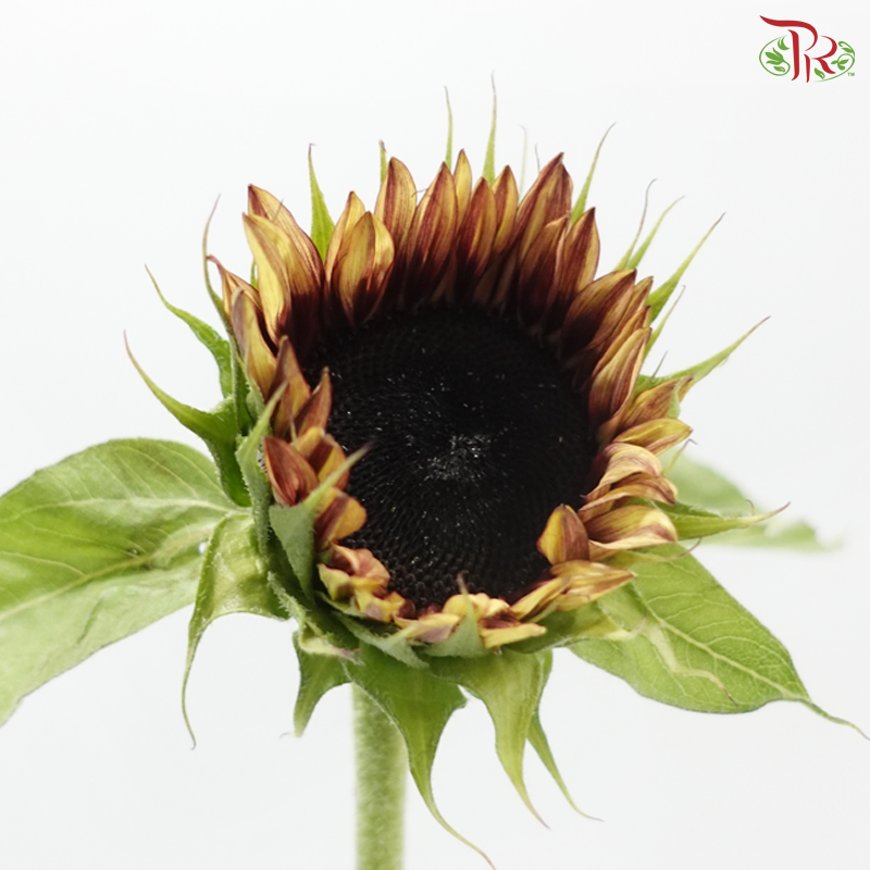 Sunflower Bicolour - Yellow With Brown Heart (5 Stems)