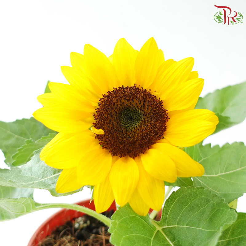 Sunflower P150 《太阳花》
