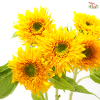 Sunflower Teddy (5 Stems)