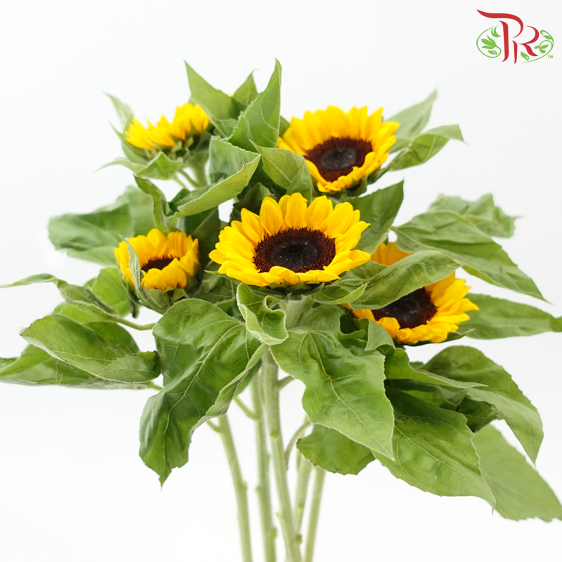 Sunflower Grade A - (5 Stems)