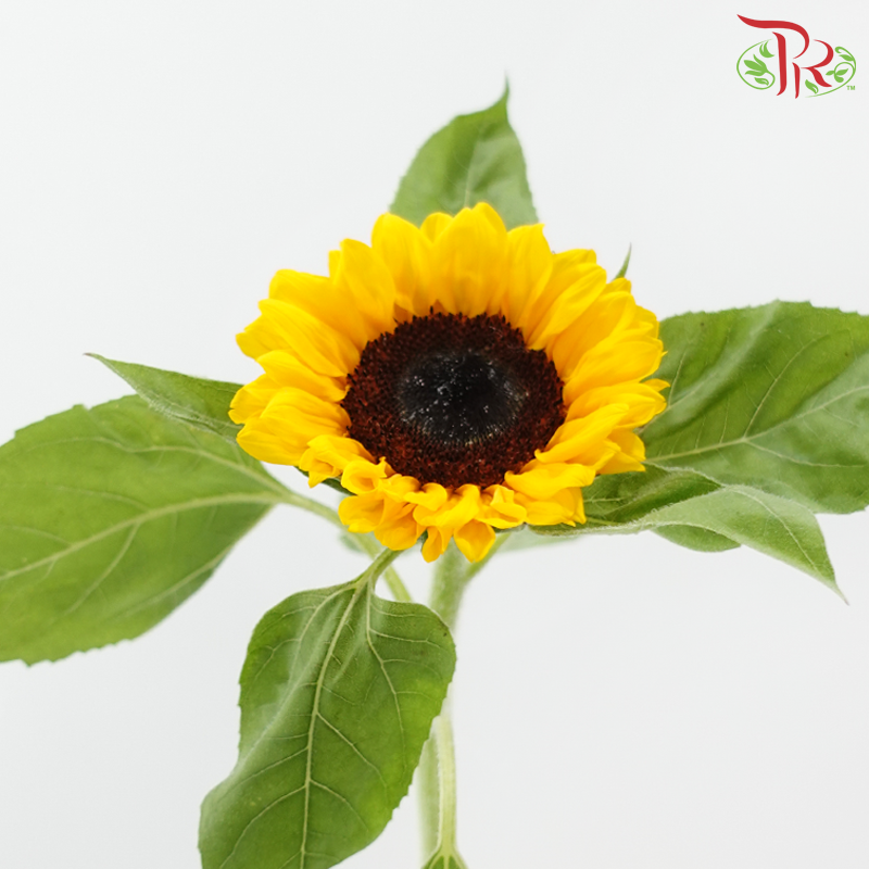 Sunflower Grade A - (5 Stems)