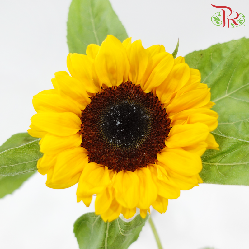 Sunflower Grade A - (5 Stems)
