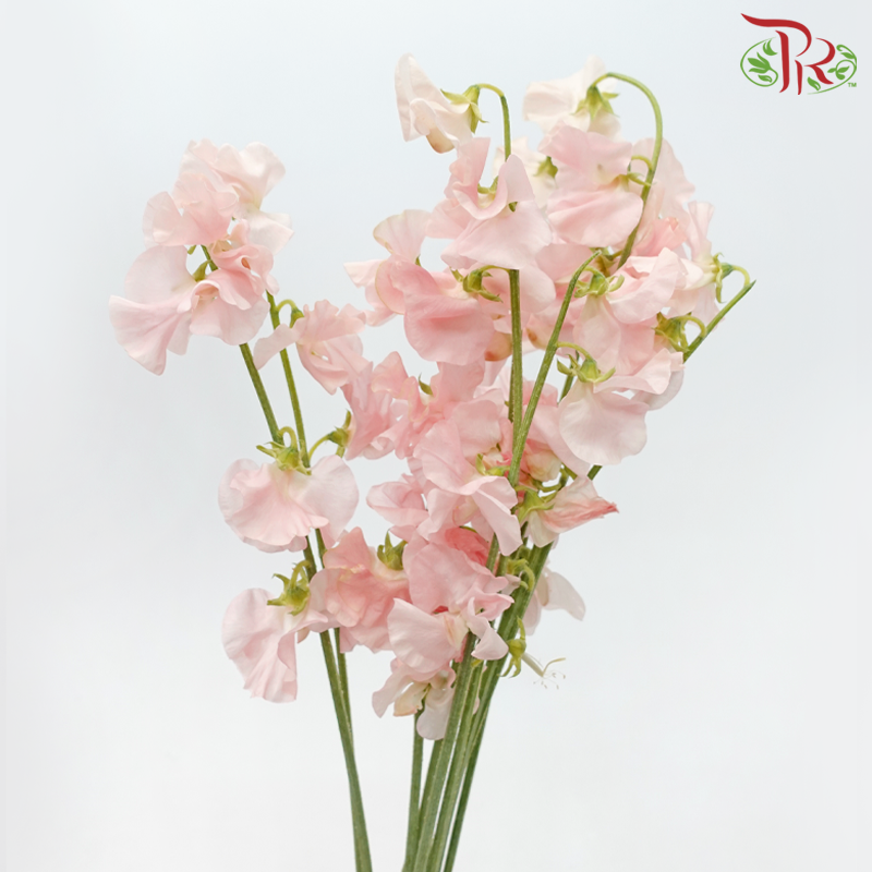 Sweet Pea - Coral / Peach (5 Stems)