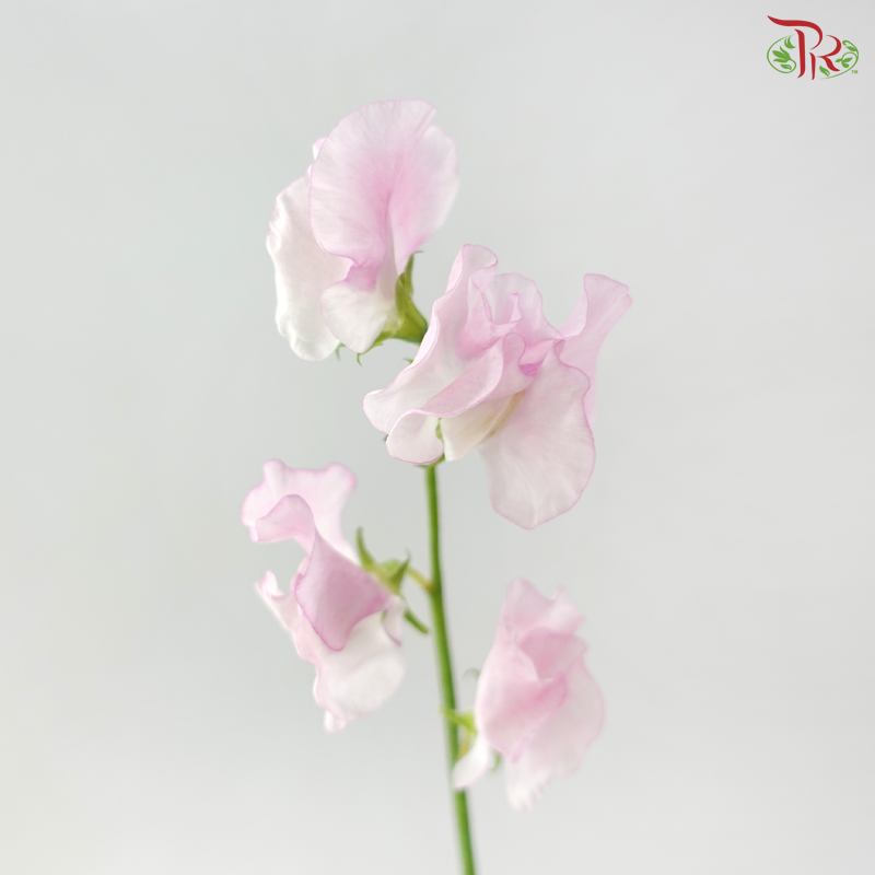 Sweet Pea - Sweet Pink (5 Stems)