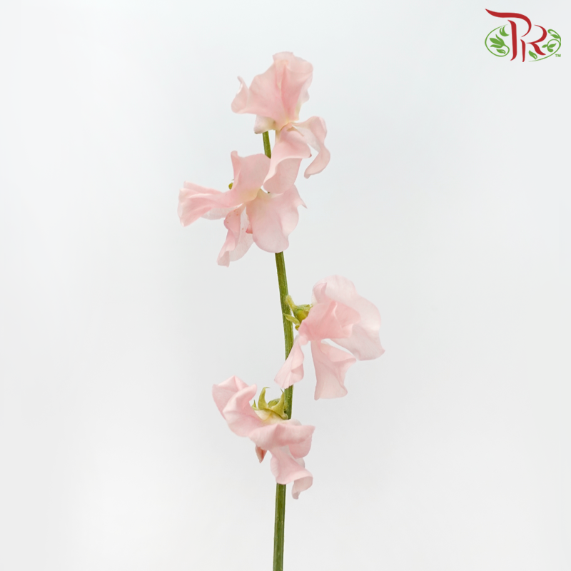 Sweet Pea - Coral / Peach (5 Stems)