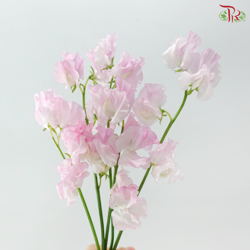 Sweet Pea - Sweet Pink (5 Stems)