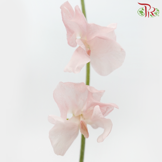 Sweet Pea - Coral / Peach (5 Stems)