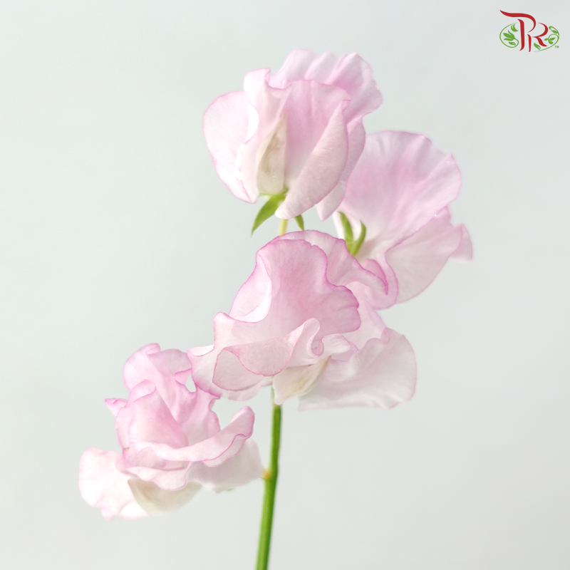 Sweet Pea - Sweet Pink (5 Stems)
