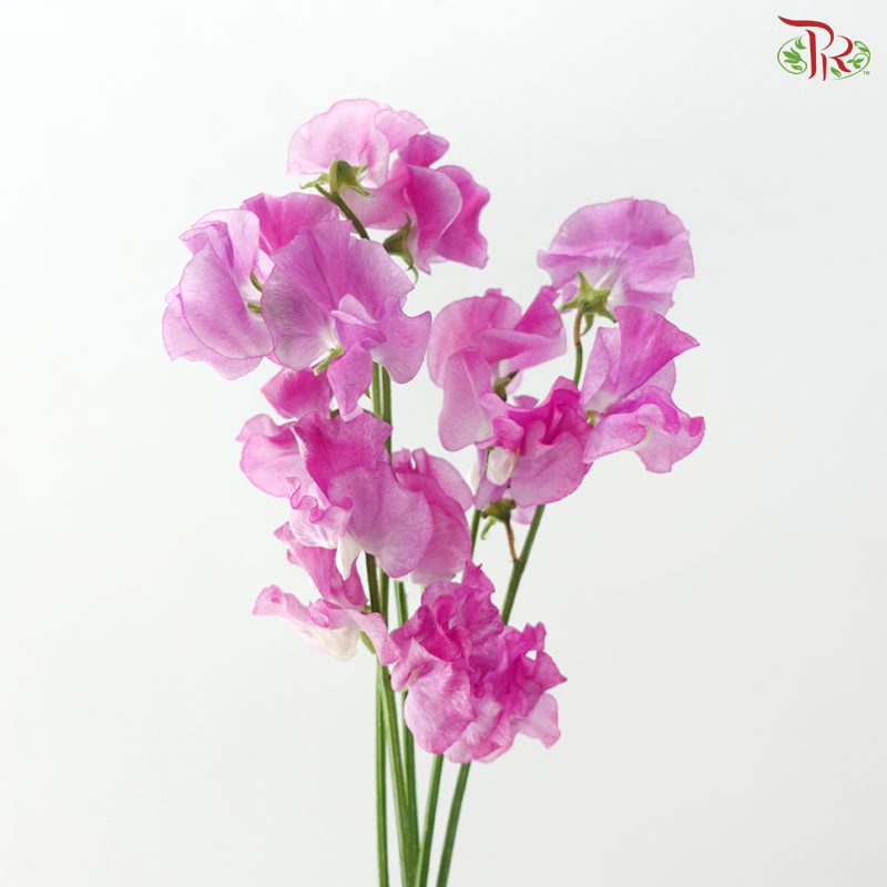 Sweet Pea - Cherry Purple (5 Stems)