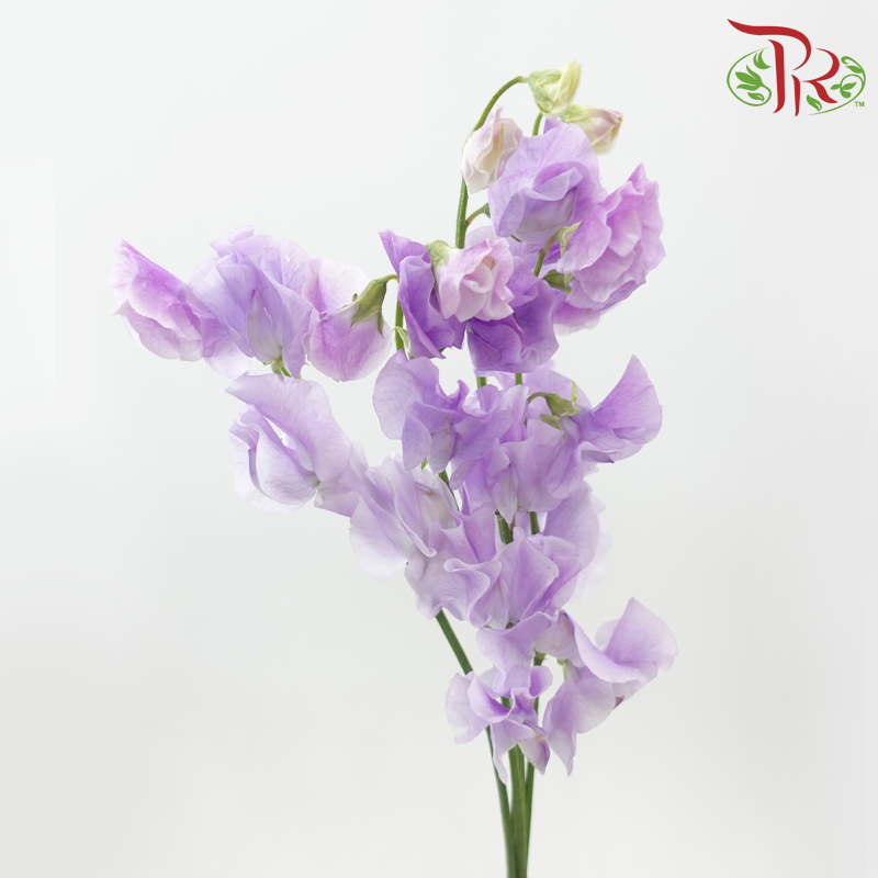 Sweet Pea - Soft Medium Purple (5 Stems)