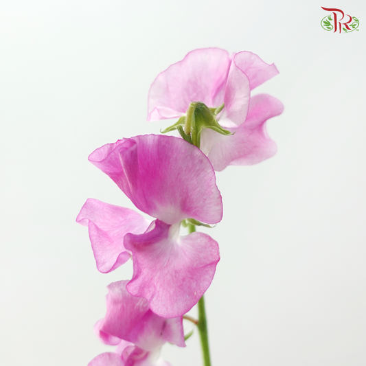 Sweet Pea - Cherry Purple (5 Stems)