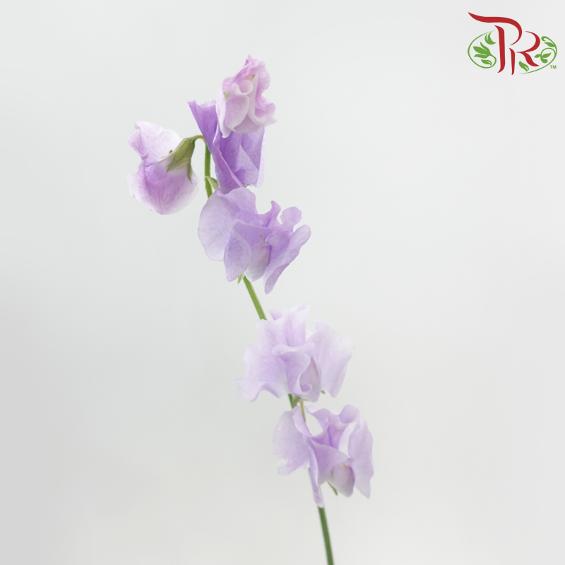 Sweet Pea - Soft Medium Purple (5 Stems)