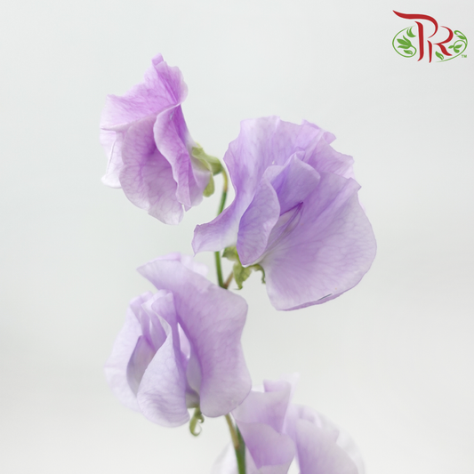 Sweet Pea - Soft Medium Purple (5 Stems)