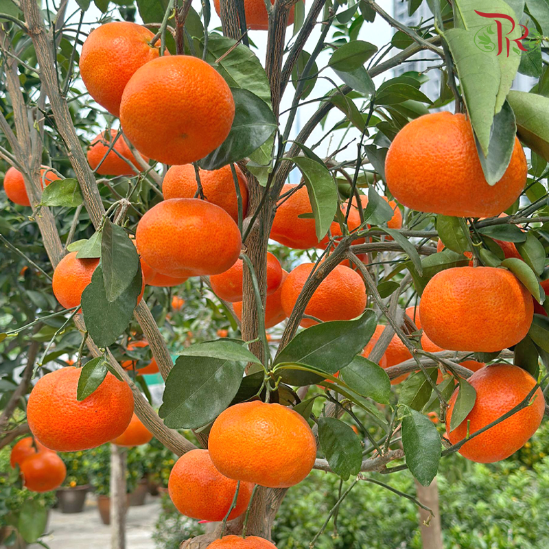 Sweet Tangerine Tree 2.2-2.5M《蜜橘树》