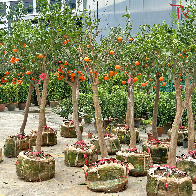 Sweet Tangerine Tree 2.2-2.5M《蜜橘树》