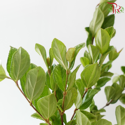 Symplocos Chinensis (3 Stems)