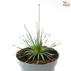 Syngonanthus Mikado P105《Overwatering in poorly drained soil can cause root rot》Y05