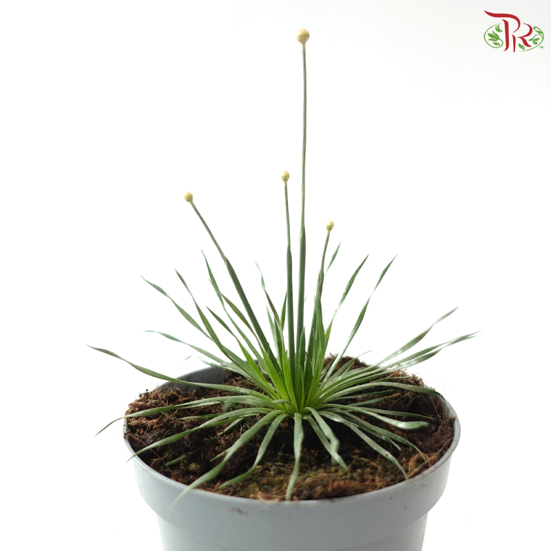 Syngonanthus Mikado P105《Overwatering in poorly drained soil can cause root rot》Y05