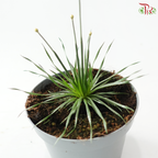 Syngonanthus Mikado P105《Overwatering in poorly drained soil can cause root rot》Y05