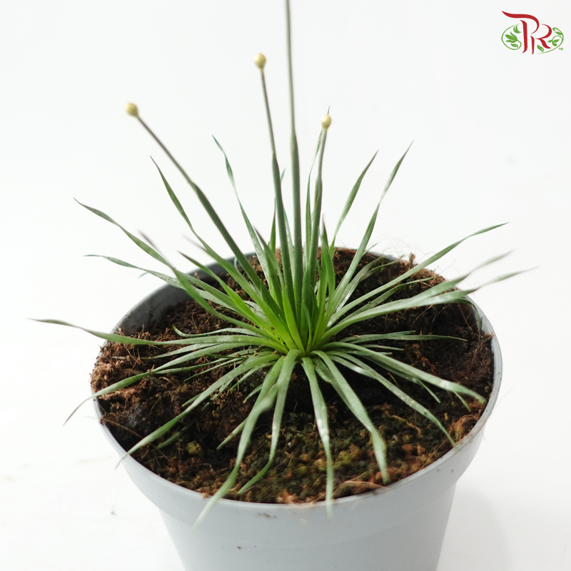 Syngonanthus Mikado P105《Overwatering in poorly drained soil can cause root rot》Y05