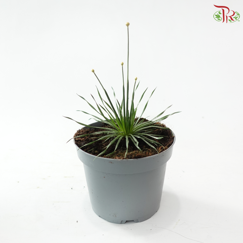 Syngonanthus Mikado P105《Overwatering in poorly drained soil can cause root rot》Y05