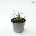 Syngonanthus Mikado P105《Overwatering in poorly drained soil can cause root rot》Y05